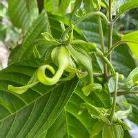 イランイランの育て方 鉢植えや水やりの方法は 冬は越せる Greensnap グリーンスナップ