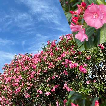 街路樹の投稿画像一覧 Greensnap グリーンスナップ