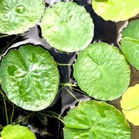 アサザの育て方 植え付けや植え替えの方法は 水やりは必要 Greensnap グリーンスナップ アサザの育て方 植え付けや植え替えの方法は 水やりは必要 Greensnap グリーンスナップ