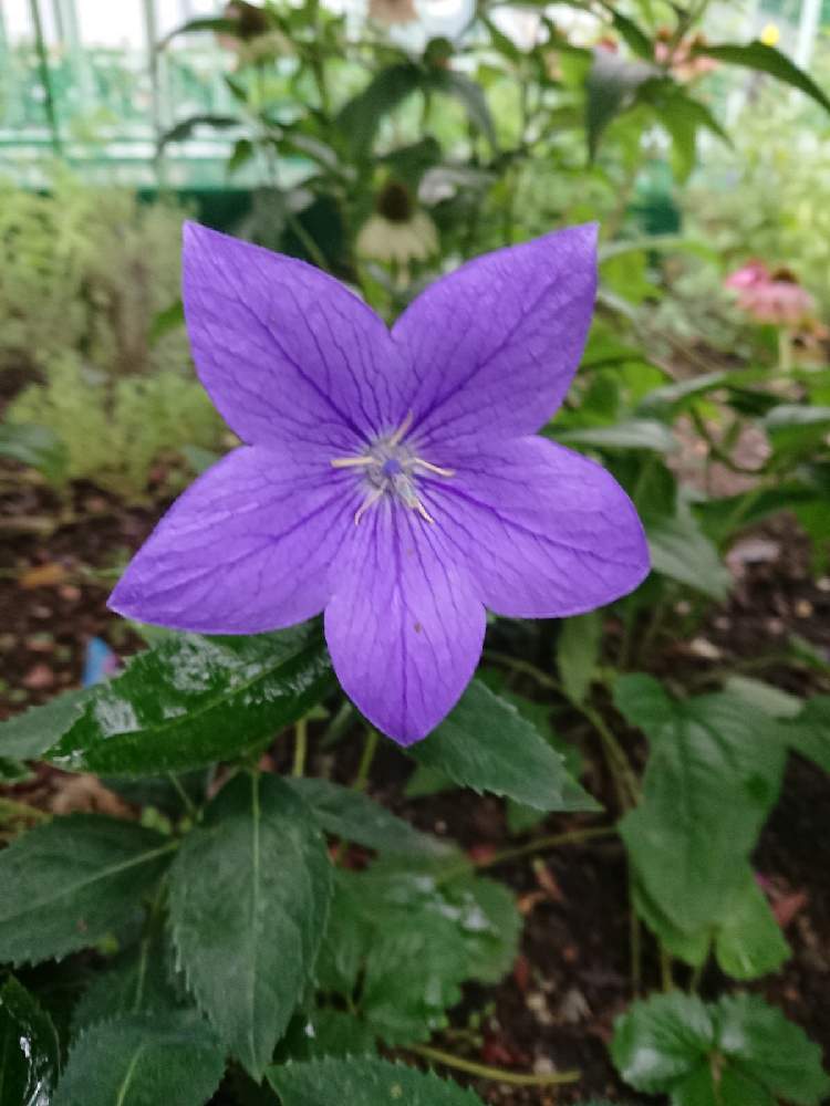 桔梗の投稿画像 By フロちゃんさん 小さな庭と地植えと青い花と花のある暮らしと地植えと青い花と花のある暮らし 21月8月9日 Greensnap グリーンスナップ Greensnap グリーンスナップ