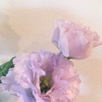 リシアンサスの投稿画像一覧 Greensnap グリーンスナップ