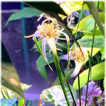 シラサギカヤツリの投稿画像一覧 Greensnap グリーンスナップ