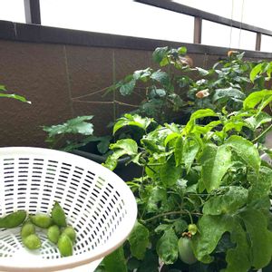 パッションフルーツの実,中生枝豆,中生枝豆,種まきっ子,夏野菜の画像