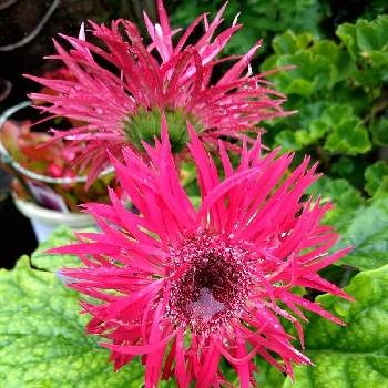 ガーデンガーベラの投稿画像一覧 Greensnap グリーンスナップ