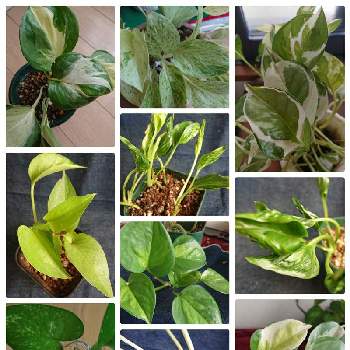 ポトスの投稿画像一覧 Greensnap グリーンスナップ