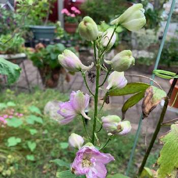 デルフィニウム オーロラ モーブの投稿画像一覧 Greensnap グリーンスナップ