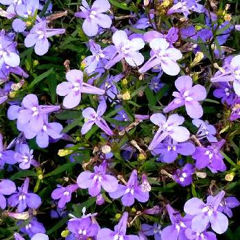 ロベリア♡の画像 by Yしのぶさん | お出かけ先とロベリア♡と大阪城公園の花と青い花も好き♡と紫の花好き