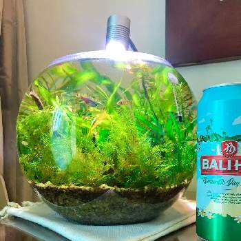 グラスアクアリウムの投稿画像一覧 Greensnap グリーンスナップ