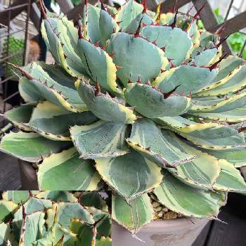 池袋 鶴仙園の投稿画像一覧 Greensnap グリーンスナップ