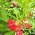 ほうせん花の一覧 Greensnap グリーンスナップ