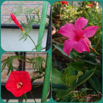 るこうあさがおの投稿画像一覧 Greensnap グリーンスナップ