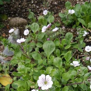 カーペットカスミソウの投稿画像一覧 Greensnap グリーンスナップ