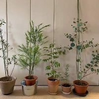 ニームの育て方 植え替え時期や挿し木の方法は Greensnap グリーンスナップ