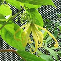 イランイランの育て方 鉢植えや水やりの方法は 冬は越せる Greensnap グリーンスナップ イランイランの育て方 鉢植えや水やりの方法は 冬は越せる Greensnap グリーンスナップ