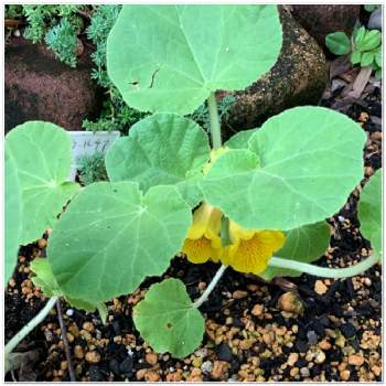 イビセラ ルテアの投稿画像一覧 Greensnap グリーンスナップ