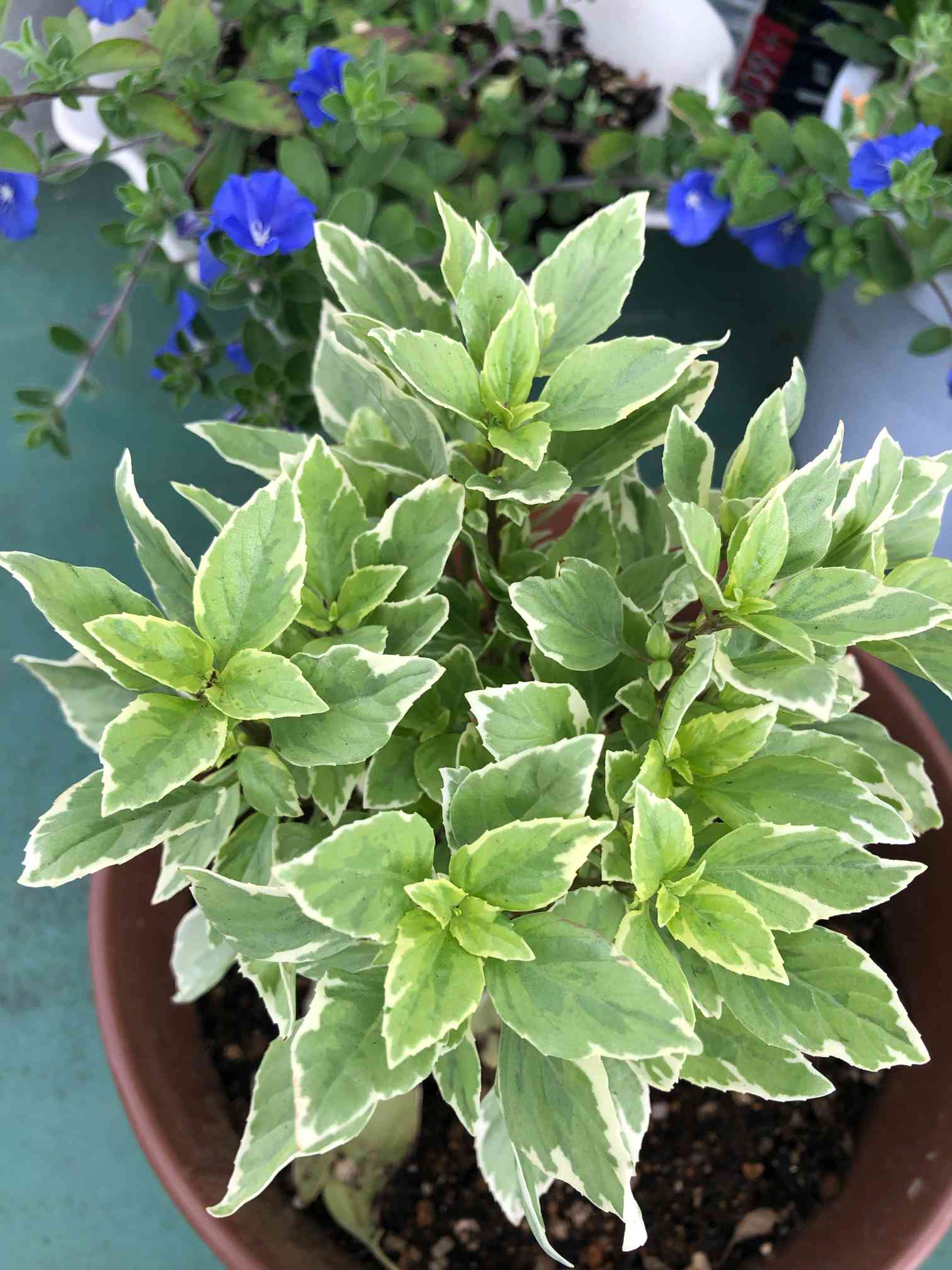 斑入りバジルの一覧｜🍀GreenSnap（グリーンスナップ）