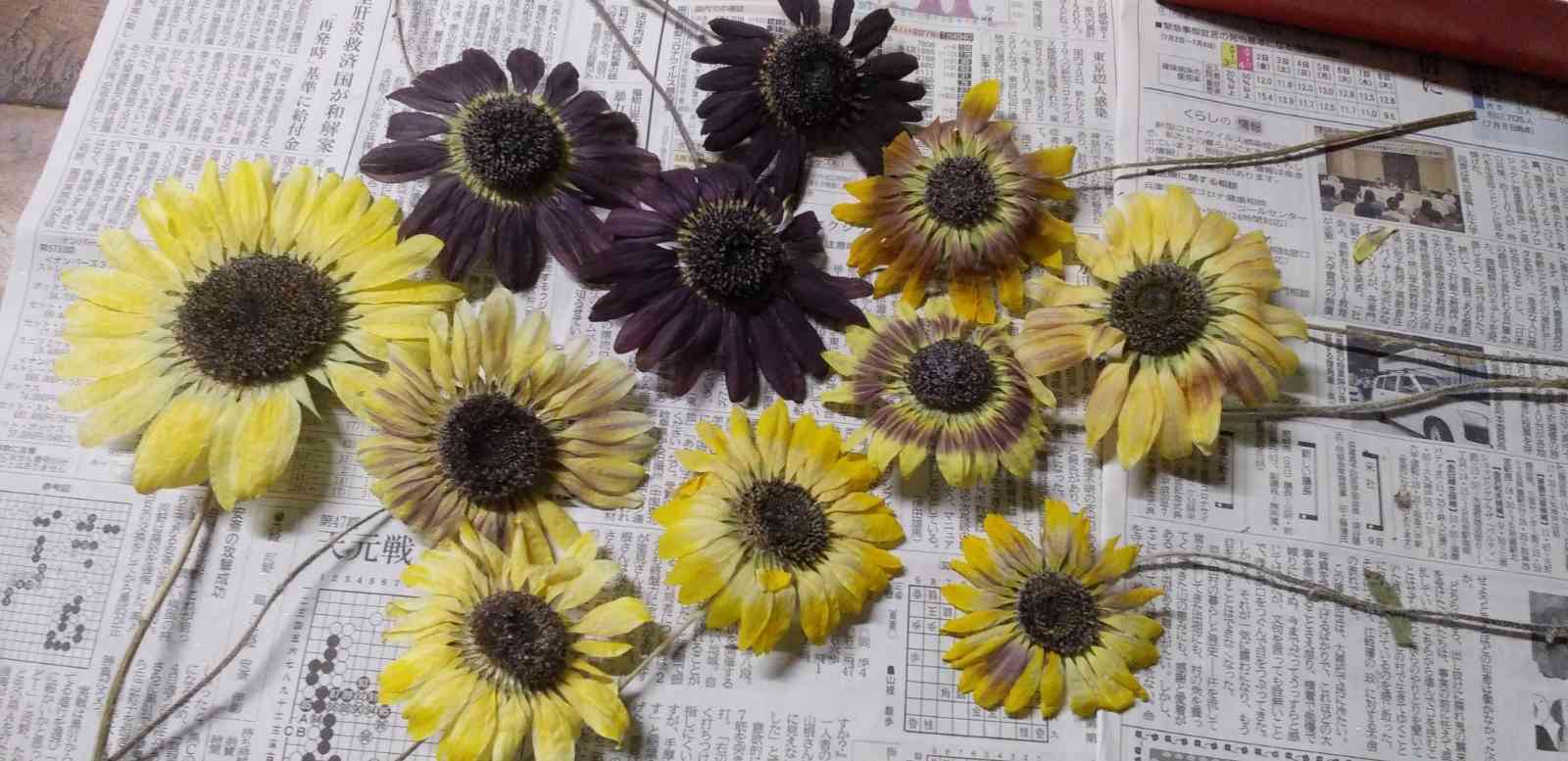 ドライフラワー 小さなひまわり ドライフラワー 小さなひまわり ひまわりのドライフラワー