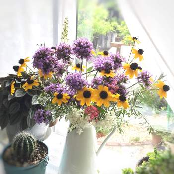 3尺バーベナの画像 by りりこさん | 窓辺とルドベキア タカオと三尺 バーベナと3尺バーベナと黄色の花と紫色の花と花いろいろ