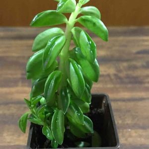 ペペロミア ニパドラ,多肉植物,観葉植物,100均,ダイソーの画像