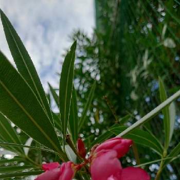 キョウチクトウの花の投稿画像一覧 Greensnap グリーンスナップ