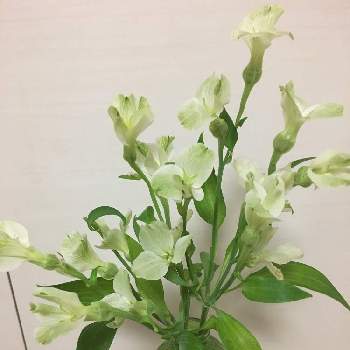 グリーンの花の投稿画像一覧 Greensnap グリーンスナップ