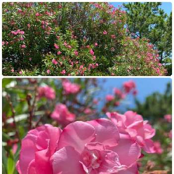 八重の花の投稿画像一覧 Greensnap グリーンスナップ