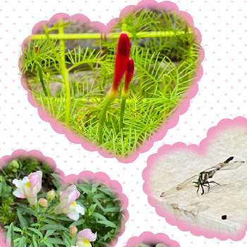 蝶 ヤマトシジミの画像 by らりるん♪さん | 小さな庭とキンギョソウとルコウソウと蝶 ヤマトシジミとトンボ♪とGSミニモニ。とわれら17年組と温帯低気圧通過中とらり♪昆虫