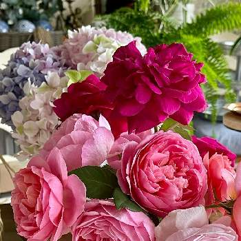 コーラル色の花の画像 by ブルーネストさん | 部屋とイングリッシュローズとDA オリビアローズオースティンとDA ダーシーバッセルとDA ボスコベルとばら バラ 薔薇とピンクの花とコーラル色の花とおうち園芸と香る花とイングリッシュ・ローズとデビッドオースティンと赤い花とガーデニングとバラが好きとバラを楽しむと切り花アレンジ