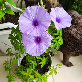 紫組♪の画像 by プリンさん | 玄関とアサガオと紫組♪
