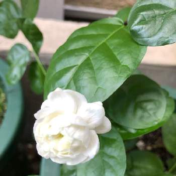 バラ咲きアラビアジャスミンの投稿画像一覧 Greensnap グリーンスナップ