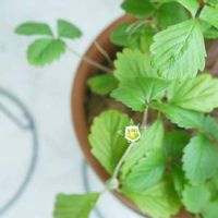 ワイルドストロベリーの育て方 苗植えや種まき 収穫の時期は 地植え栽培に向いてる Greensnap グリーンスナップ