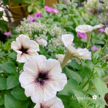 カプチーノ色の投稿画像一覧 Greensnap グリーンスナップ