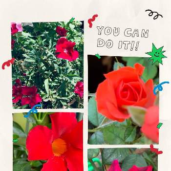 夏らしい！の画像 by momoさん | 小さな庭とあっ火曜日と医療・介護の皆様に感謝とコロナウイルスの終息を願う！とお庭のお花と癒しと花いろいろと真っ赤と真っ赤な火曜日とお花は癒しと夏らしい！