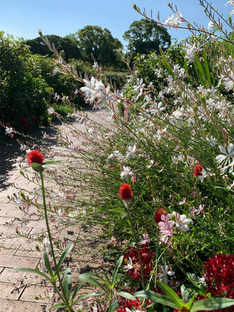 お出かけ先の画像 by ピカピカさん | お出かけ先とガウラとキバナセンニチコウと真っ赤な花と㊗️じゅんさん3900picと㊗️PONJIさん4000picとしあわせ運べるようにと白いお花と赤い花と元気に育ててますよと純白マニアと神奈川県の風景