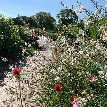 キバナセンニチコウの画像 by ピカピカさん | お出かけ先とガウラとキバナセンニチコウと真っ赤な花と㊗️じゅんさん3900picと㊗️PONJIさん4000picとしあわせ運べるようにと白いお花と赤い花と元気に育ててますよと純白マニアと神奈川県の風景
