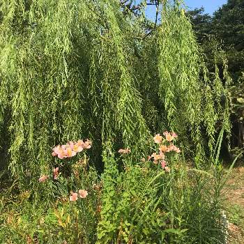 シダレヤナギの投稿画像一覧 Greensnap グリーンスナップ