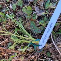 キバナコスモス,三重県,みどりのある暮らし,鹿被害,鹿の食害の画像