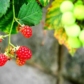 ラズベリーの投稿画像一覧 Greensnap グリーンスナップ