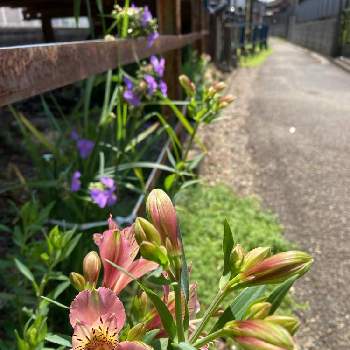 酷暑の画像 by gurichannel(ぐりちゃんねる) さん | お出かけ先と酷暑と夏空と今日のお花と真夏日とピンク色のお花とアルストロメリア♡