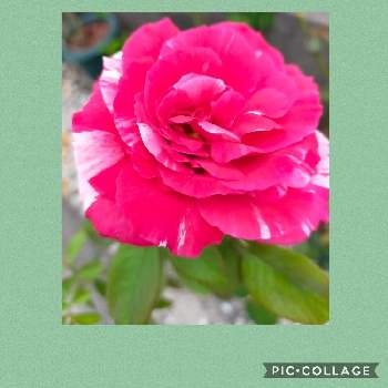 バラ センチメンタルの投稿画像一覧 Greensnap グリーンスナップ