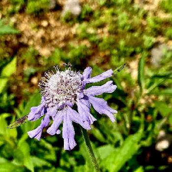 日本固有種の投稿画像一覧 Greensnap グリーンスナップ