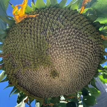 大きな向日葵の画像 by はちさん | 小さな庭と向日葵とロシアひまわりと大きな向日葵