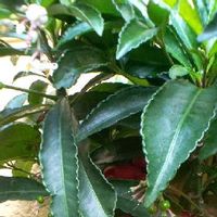 万両 マンリョウ の育て方 種まきや苗の植え替え時期 剪定方法は Greensnap グリーンスナップ