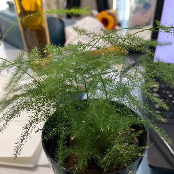 アスパラガス ナナスの投稿画像一覧 Greensnap グリーンスナップ