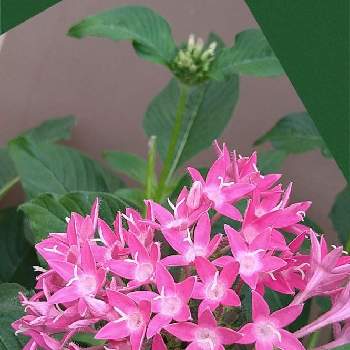 クササンタンカ属の投稿画像一覧 Greensnap グリーンスナップ