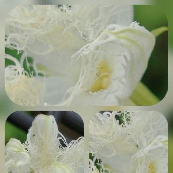 カラスウリの花の画像 by hiroさん | 白い花が好きと医療関係者に感謝とJuneの会とカラスウリの花とコロナに負けるな‼️