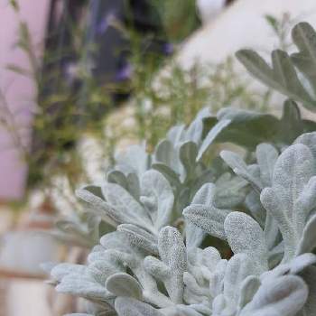 アルテミシアの投稿画像一覧 Greensnap グリーンスナップ