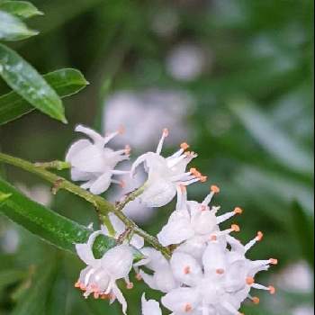 アスパラガススプレンゲリーの投稿画像一覧 Greensnap グリーンスナップ