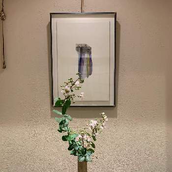 床の間の投稿画像一覧 Greensnap グリーンスナップ