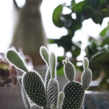 サボテン 白桃扇の投稿画像一覧 Greensnap グリーンスナップ